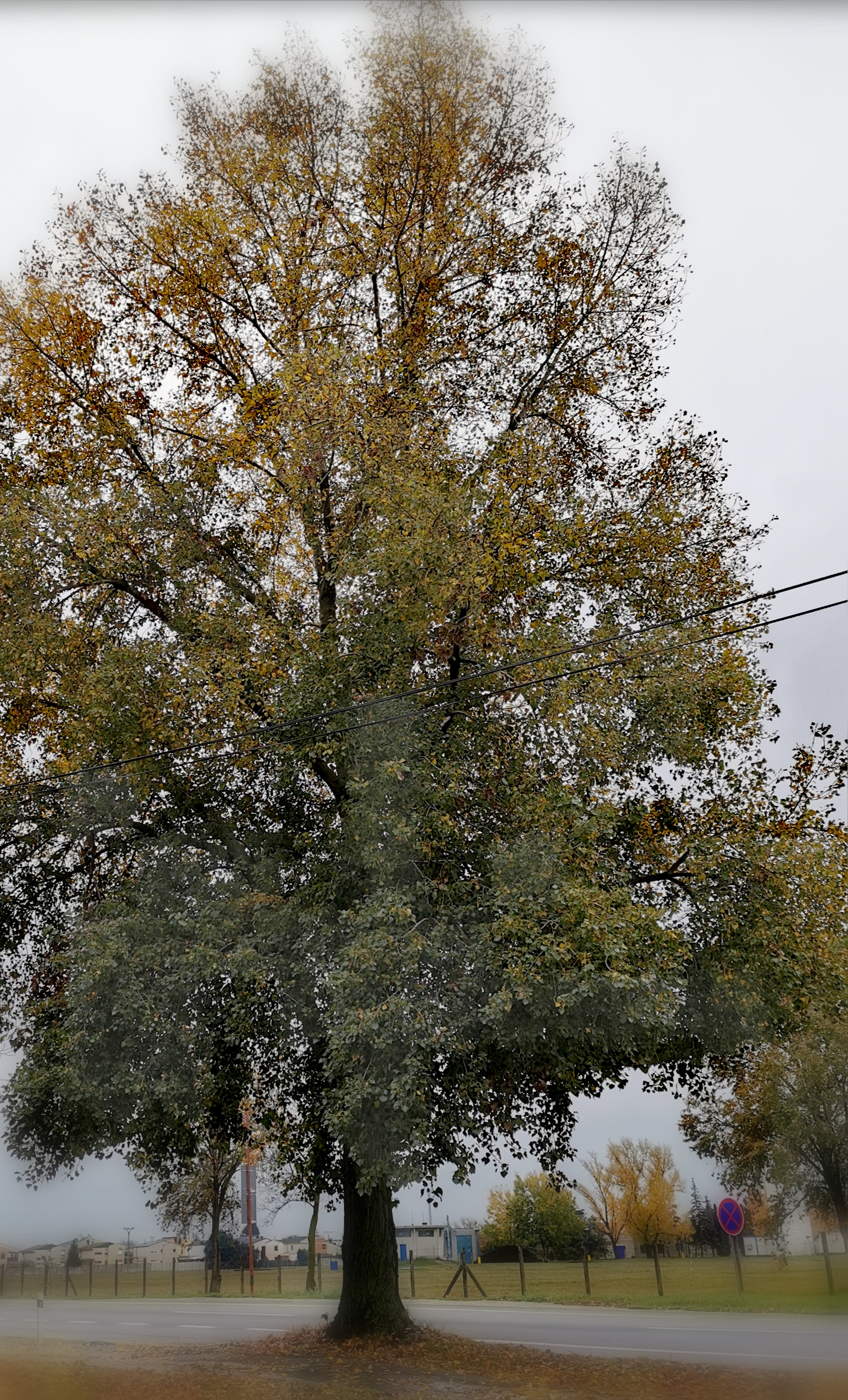 Ez a kép el lett távolítva. Biztonsági okokból csak a helyi tartományban található képek engedélyezettek. A kép eltávolítva.